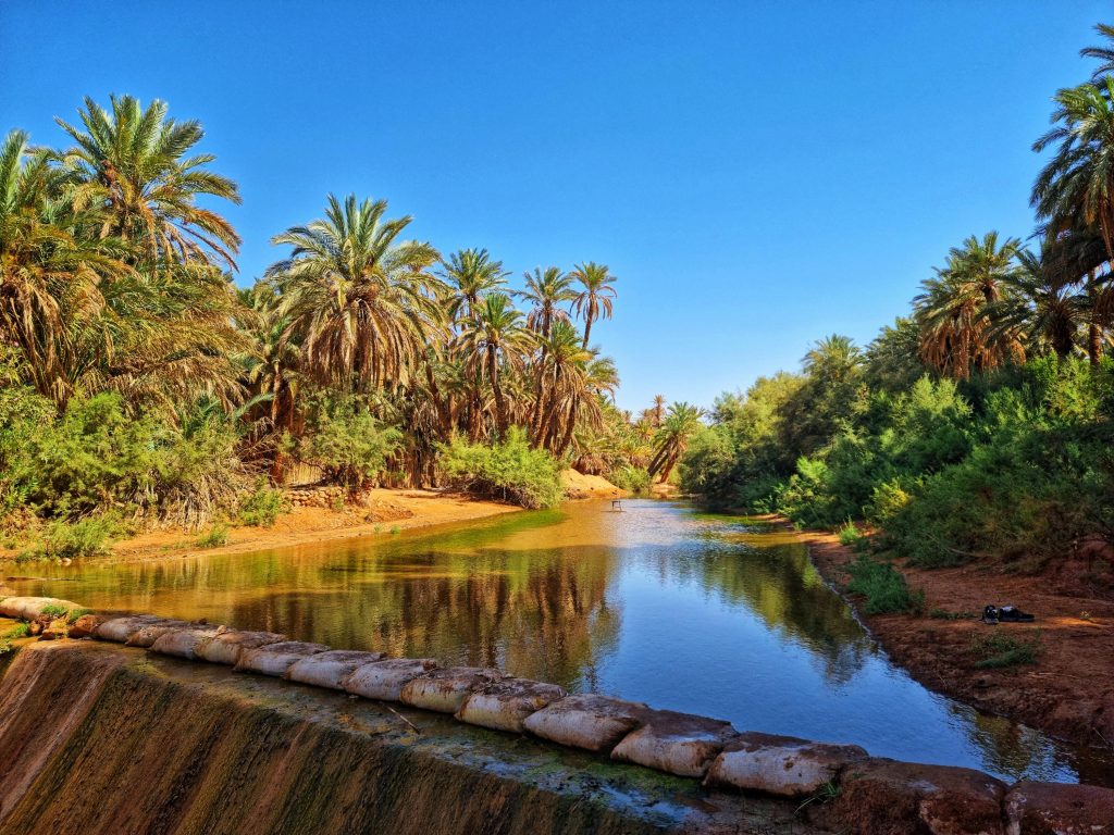 Beautiful oasis with palm trees and clear water under a bright blue sky in Algeria.