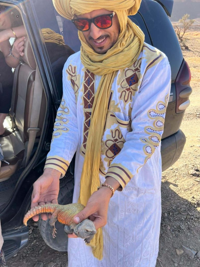 Découverte d'une iguane au Maroc, dans le désert