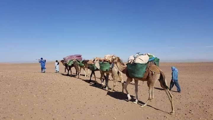 Caravane de dromadaires chargés de paniers et de couvertures qui traverse le désert de Mhamid au Maroc