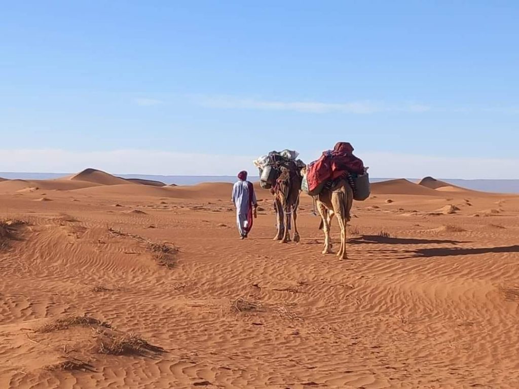Guide marchant à côté de deux dromadaires chargés dans des dunes rouges, sous un ciel bleu dans le désert au Maroc